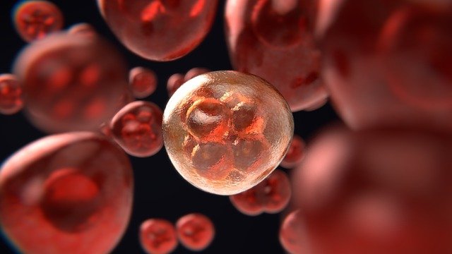 mitosis-g89a25d51a_640